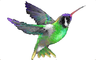 Humbird
